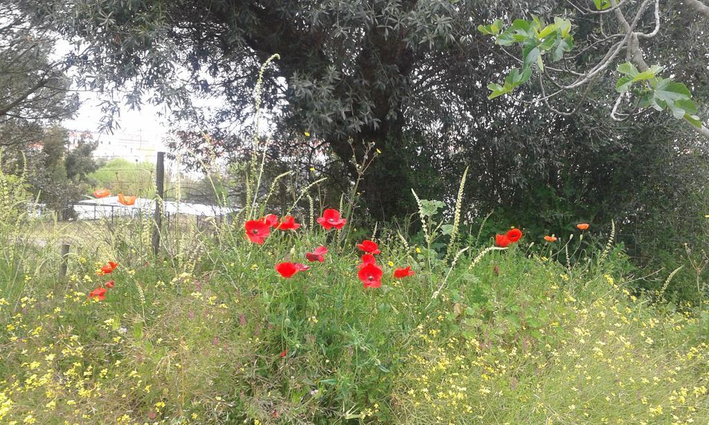 Holiday Home Monte Das Azinheiras Arraiolos Bagian luar foto